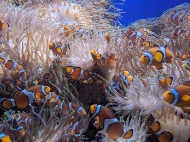 Akvaryumda yüzen balıkların sualtı görüntüleri.