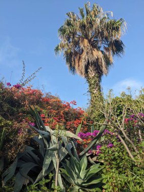 Egzotik bitkilerle Tenerife bahçesi, Kanarya Adası, İspanya, Avrupa 
