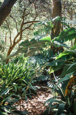 Tenerife 'de, Kanarya Adası' nda, İspanya 'da, Avrupa' da tropik ağaçlar büyüyor.