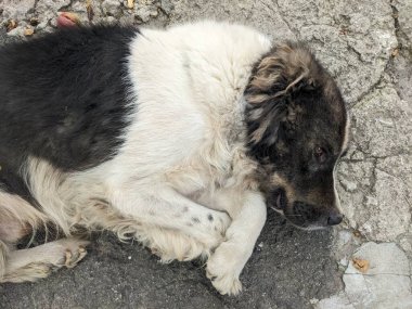 Siyah beyaz bir köpek yerde yatıyor. 