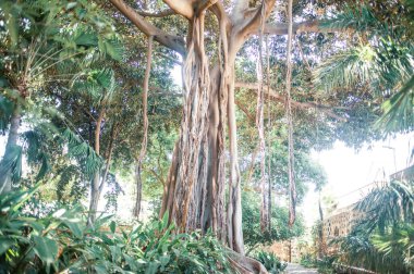 Tenerife 'nin tropik ağaçları, Kanarya Adası, İspanya, Avrupa 