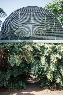 Tenerife 'nin tropik ağaçları, Kanarya Adası, İspanya, Avrupa 