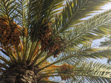 Tenerife, Kanarya Adası, İspanya ve Avrupa 'da palmiye ağaçları büyüyor 