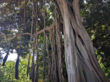 Ormanın güzel manzarası