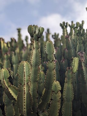 Tenerife 'nin yeşil kaktüsleri, Kanarya Adası, İspanya