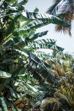 Tenerife 'de muz ağaçları, Kanarya Adası, İspanya, Avrupa 