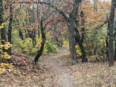 Parkta sonbahar ağaçları