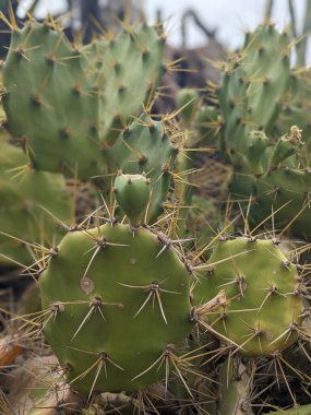Tenerife 'nin yeşil kaktüsleri, Kanarya Adası, İspanya