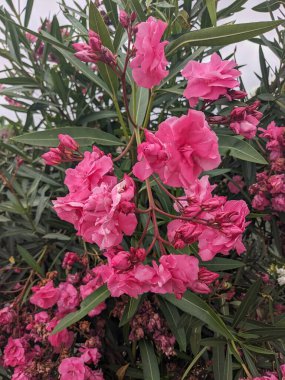 Tenerife 'deki tropik yaz çiçekleri ve bitkileri, Kanarya Adası, İspanya, Avrupa