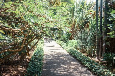 Botanik bahçesindeki palmiye ağaçları