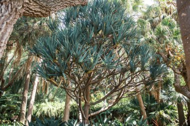 Tenerife 'nin tropik ağaçları, Kanarya Adası, İspanya, Avrupa 