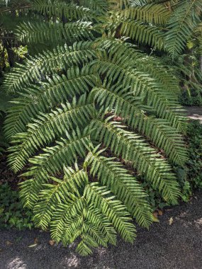 Tenerife, Kanarya Adası, İspanya ve Avrupa 'daki tropik yeşil bitkilere yakın çekim