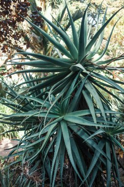 Tenerife Adası, Kanarya Adaları, İspanya 'da egzotik bitkiler yetişiyor.
