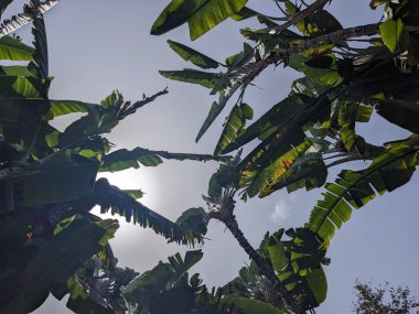 Tenerife 'de muz ağaçları, Kanarya Adası, İspanya, Avrupa 