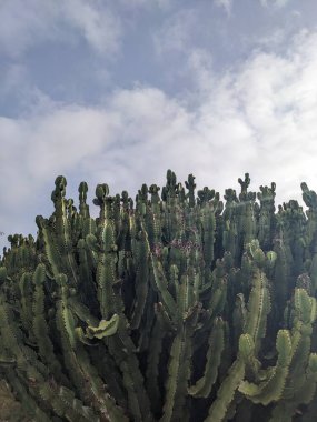 Tenerife 'nin yeşil kaktüsleri, Kanarya Adası, İspanya