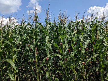 Kırsaldaki mısır tarlası