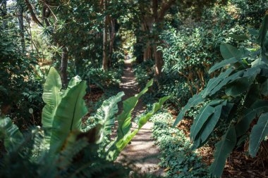 Tenerife 'de, Kanarya Adası' nda, İspanya 'da, Avrupa' da tropik ağaçlar büyüyor.