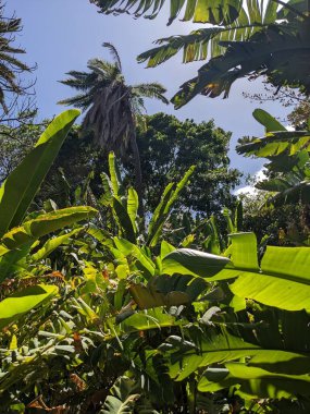 Tenerife 'deki muz ağaçları çiftliği, Kanarya Adası, İspanya, Avrupa 