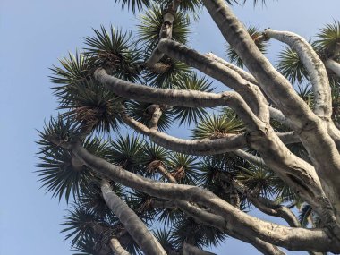 Tenerife, Kanarya Adası, İspanya ve Avrupa 'da palmiye ağaçları büyüyor 