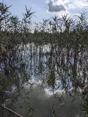 Göl ve bitkilerle dolu güzel bir manzara. 
