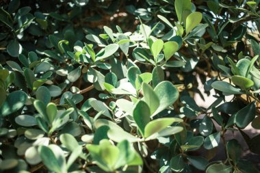 Bahçede yeşil yapraklı bitkiler