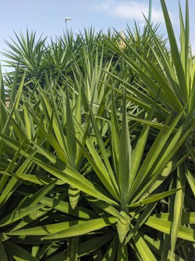 Tenerife, Kanarya Adası, İspanya ve Avrupa 'daki tropik yeşil bitkilere yakın çekim