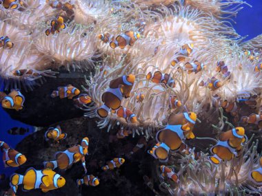 Denizdeki güzel mercan kayalıkları