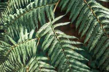 Tenerife, Kanarya Adası, İspanya ve Avrupa 'daki tropik yeşil bitkilere yakın çekim