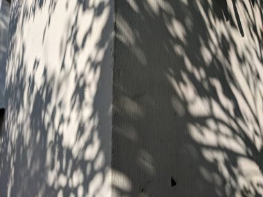 Duvardaki bir ağaç gölgesi 