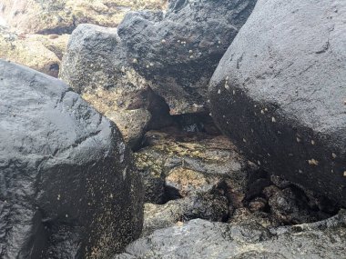 Tenerife sahilinde ıslak kayalar, Kanarya Adası, İspanya, Avrupa