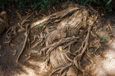 Bir ağacın köklerine yaklaş