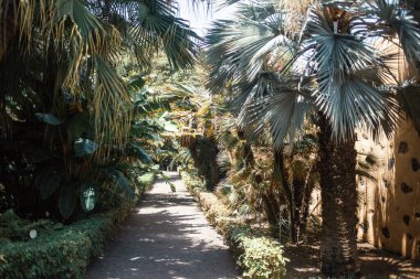 Tenerife, Kanarya Adası, İspanya ve Avrupa 'da palmiye ağaçları büyüyor 
