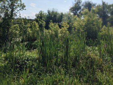 Ormanda yeşil bitkiler