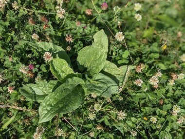 Tenerife 'de yaz çiçekleri, Kanarya Adası, İspanya, Avrupa