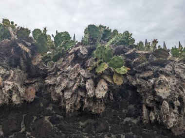 Tenerife 'nin yeşil kaktüsleri, Kanarya Adası, İspanya