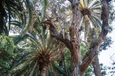Tenerife, Kanarya Adası, İspanya ve Avrupa 'da palmiye ağaçları büyüyor 