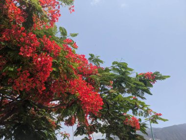 Tenerife 'de yaz çiçekleri, Kanarya Adası, İspanya, Avrupa