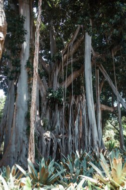 Tenerife parkındaki yeşil tropikal bitkiler, Kanarya Adası, İspanya