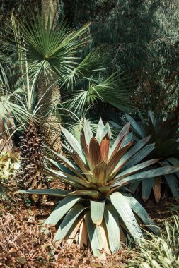 Tenerife Adası, Kanarya Adaları, İspanya 'da egzotik bitkiler yetişiyor.