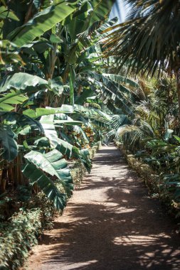 Tenerife 'de muz ağaçları, Kanarya Adası, İspanya, Avrupa 