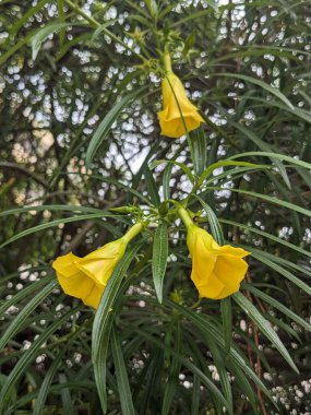 Bahçedeki sarı çiçekler