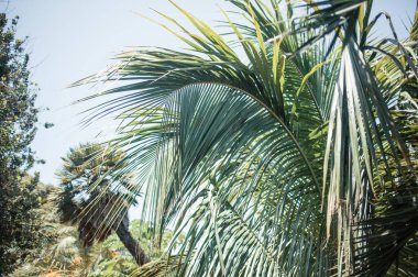 Parktaki palmiye ağaçları