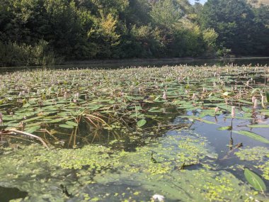 Parktaki gölün güzel manzarası