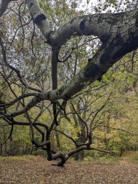 Parkta sonbahar ağaçları