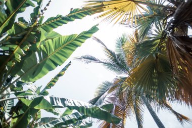 arka plan palmiye ağacının yaprakları