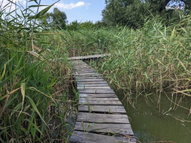 Ormandaki nehrin üzerindeki tahta köprü. 