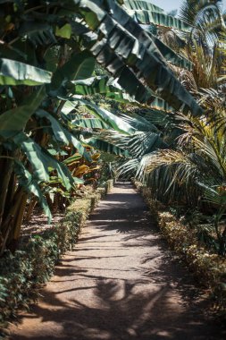 Parktaki palmiye ağaçları