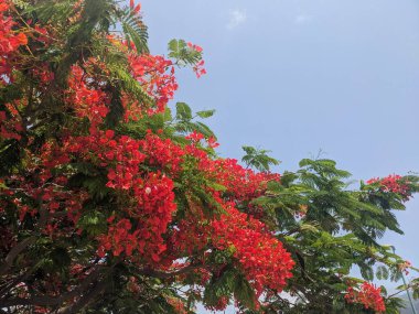 Bahçedeki güzel kırmızı çiçekler