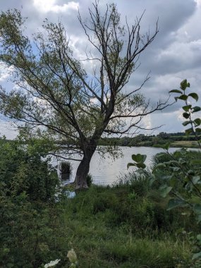  Yaz günü ağaçlar ve nehirler