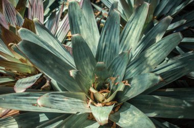 Tenerife Adası, Kanarya Adaları, İspanya 'da egzotik bitkiler yetişiyor.